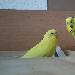 Chloe und Peppi