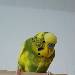Peppi ist neugierig 