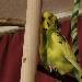 Peppi am Abend 