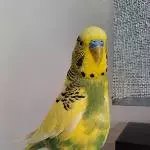 Peppi und die Lampe 