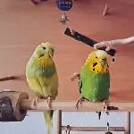 Homer (m), Hope und Peppi