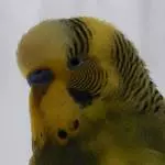 Peppi ist müde