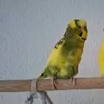 Peppi und Chloe