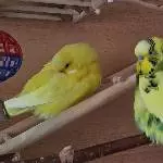Chloe und Peppi halten ihre Siesta 