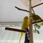 Chloe und Homer
