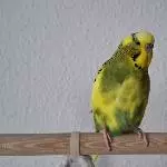 Peppi 