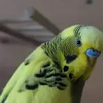 Peppi im Portrait 