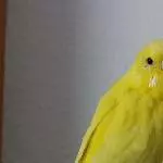meine erste Jugendmauser