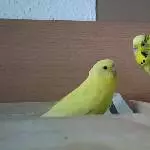 Chloe und Peppi