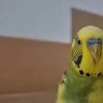 Portrait von Peppi