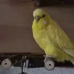 Chloes Jubiläum 