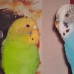 Homer und Peppi damals