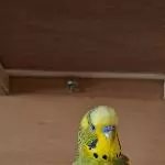 Gute Laune Peppi