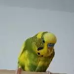 Peppi ist neugierig 