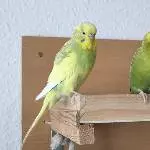 Hope und Homer