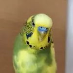 Peppi macht auch sein Schläfchen 