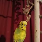Peppi stolz auf seinem Baum 