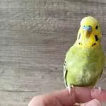 Unser Homer 