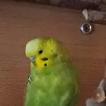 Homer ruht