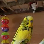 Ich bin Peppi