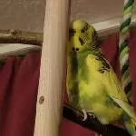Peppi am Abend 