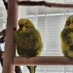 Homer und Peppi bei ihrer Siesta 