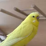 Aufmerksame Chloe!