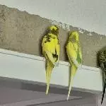 100% Hirse Aufschlag 