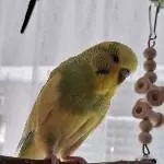 Hope