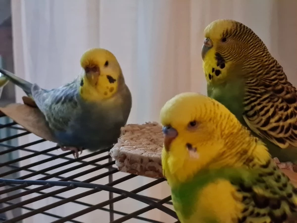 Wellensittich-Bild: Fiona, Carlos und Jolie treffen sich am Knabberplatz. Gerade ist die Frage, wer zuerst an das Knabberplätzchen darf.