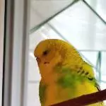 Carlos, der Sänger