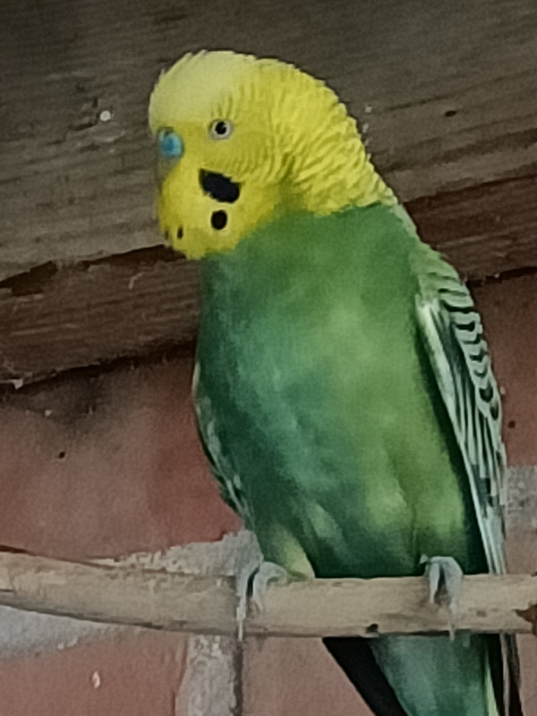 PHPSESSID
