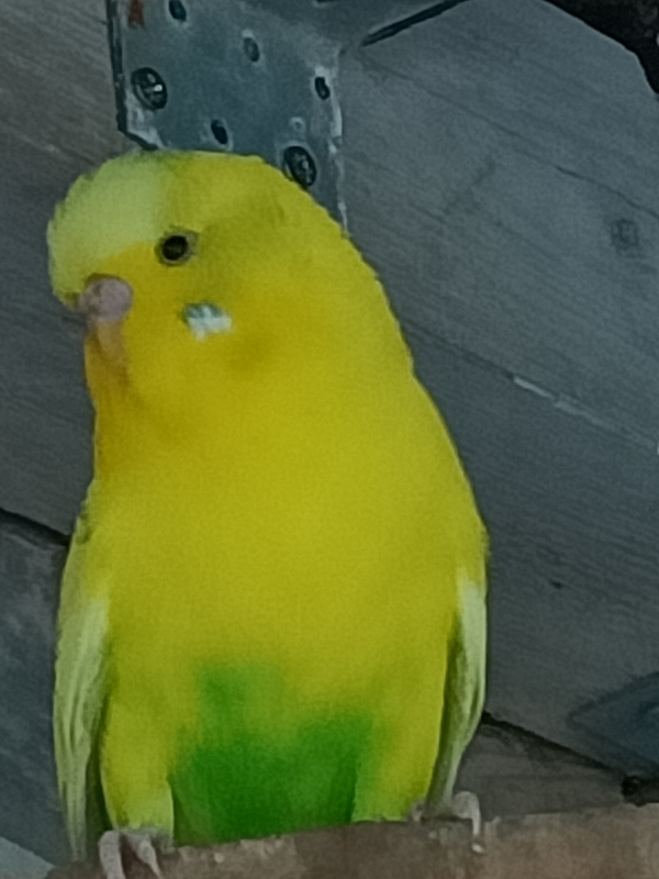 Mia