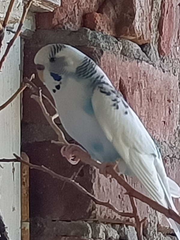 Perle