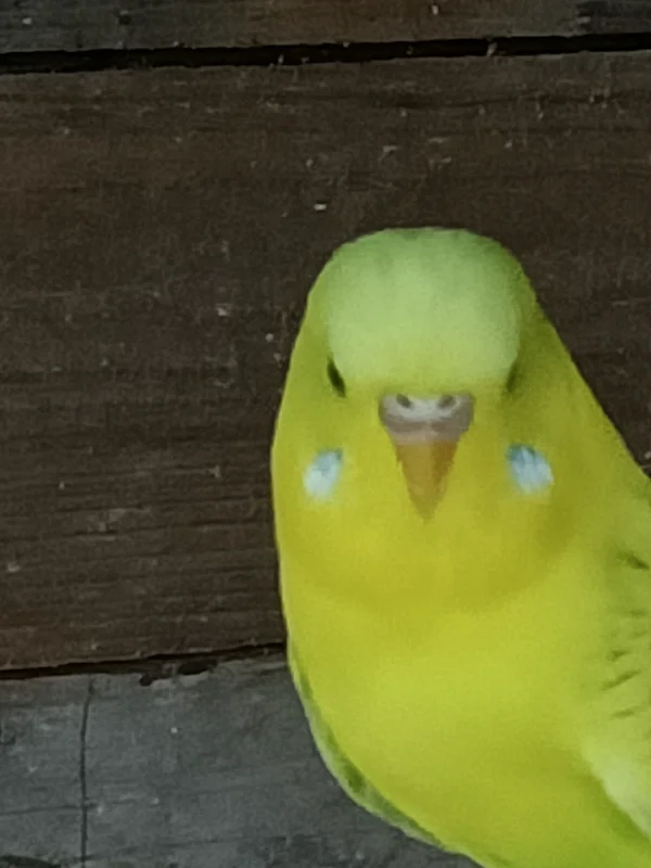 Wellensittich-Bild: Was bin ich, Hahn oder Henne?