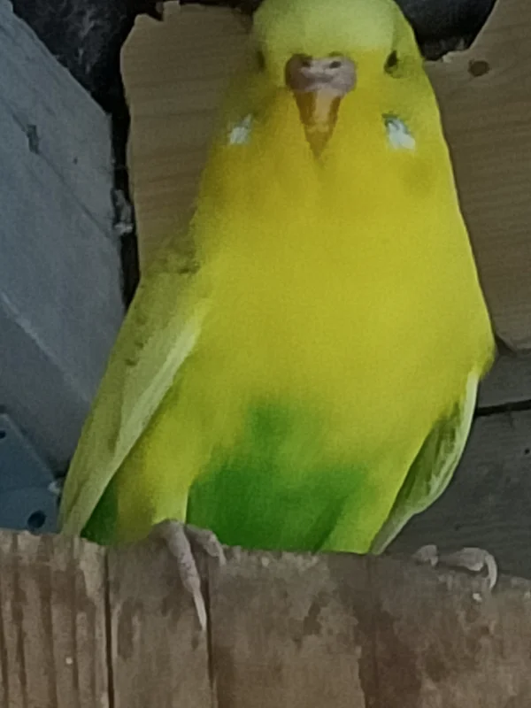 Wellensittich-Bild: Mia oder Mio