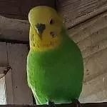 Knuffiger Diego