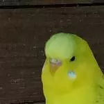 Meine Nase ist begehrt