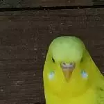 Nochmal die Wachshaut