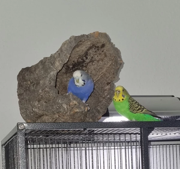 Wellensittich-Bild: Die Cora