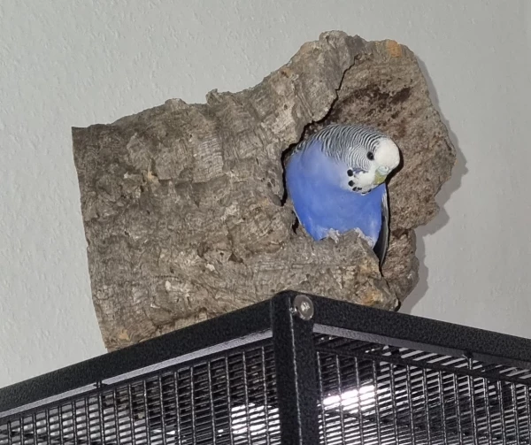 Wellensittich-Bild: Versteckt 
