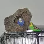 Cora, die grüne