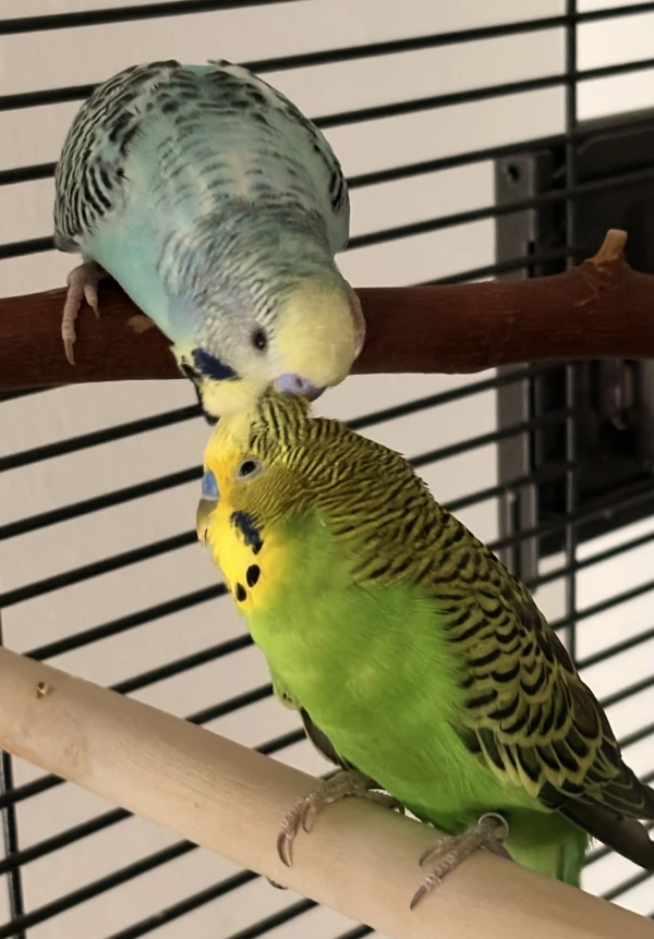 Wellensittich-Bild: Willi und Nils haben sich lieb. 
