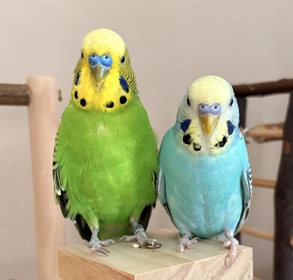 Wellensittich-Bild: Willi ist ein wunderbarer großer Bruder für Nils geworden. 