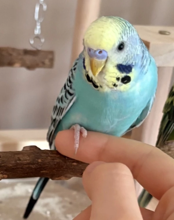 Wellensittich-Bild: Hier ist mein kleiner Jungvogel, er ist total süss und zutraulich. 