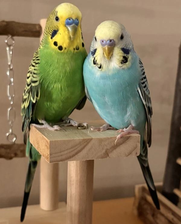Wellensittich-Bild: Willi und Nils haben Vertrauen gefasst und haben sich lieb gewonnen. 