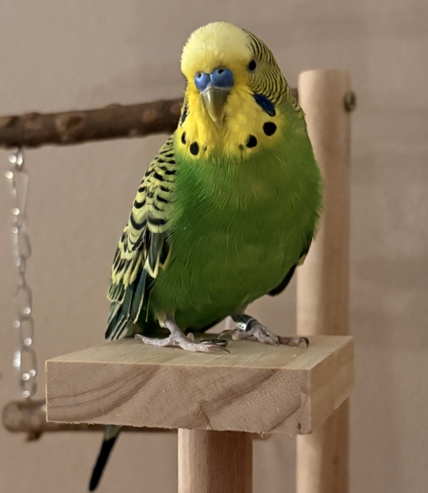Willi