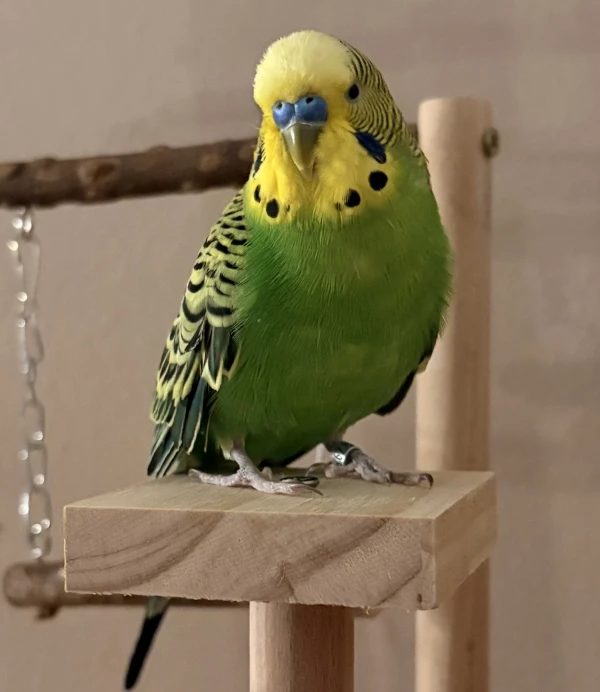 Wellensittich-Bild: Hier ein Foto von meinem Wellensittich Willi. Er ist ein kleines Model. :)