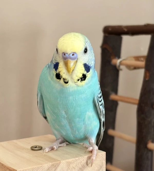 Wellensittich-Bild: Wie elegant er sein Bein hervorstreckt. Ein wahres Model.