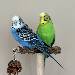 Willi und Mausi